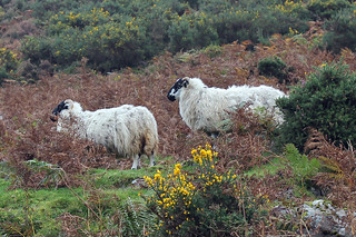 Sheep on the hillside