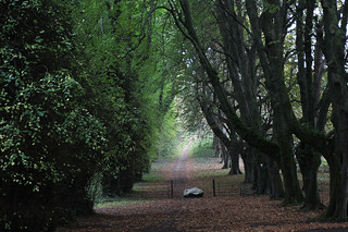 frame - A neat path near the Muckross Abbey