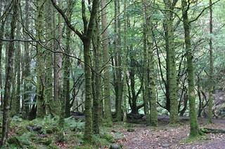 frame - Even the trees in Ireland are green