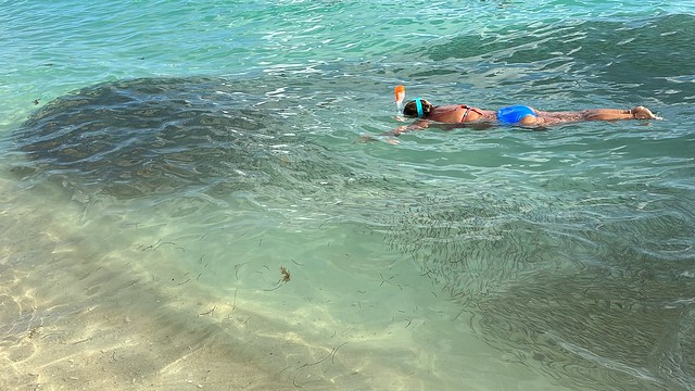 Big ol school of fish