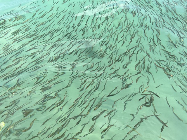 A giant school of tiny fish came up to shore