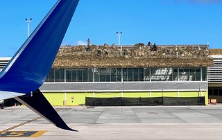 Redoing the palm leaf roof