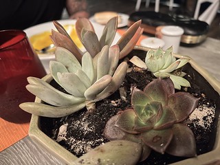 Succulents