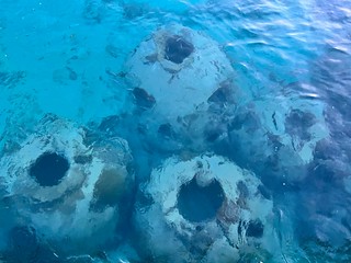 The fish loved these man made corals