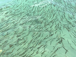 A giant school of tiny fish came up to shore