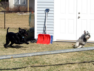 Chomp - Dogs playing