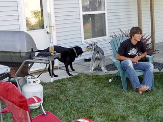 Chomp - Dogs Playing