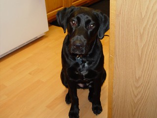 Party - Ninja hanging out