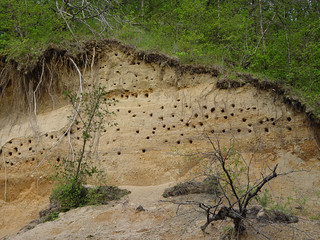 Swallows lived in those dirt holes.
