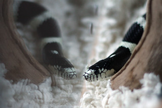 Snake Reflection