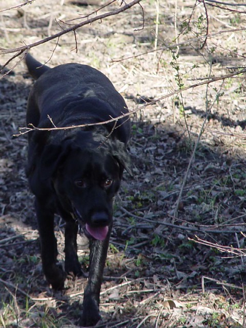 Ninja at Heritage Park