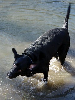 Ninja at Heritage Park