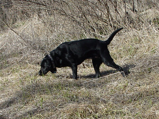 Ninja at Heritage Park