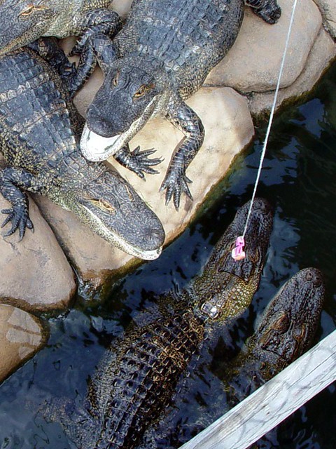 Going for the hotdog