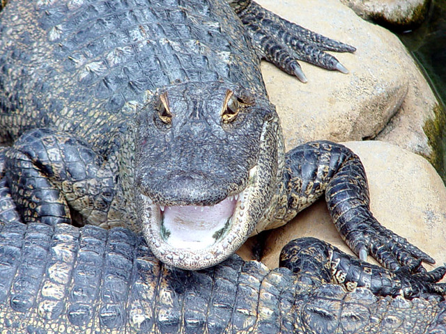 Alligator