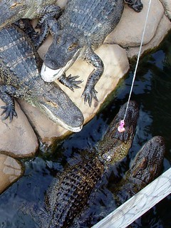 Going for the hotdog