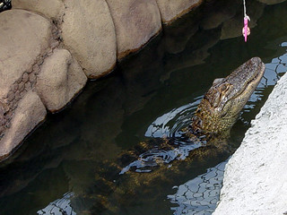 Going for the hotdog