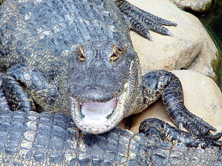 Alligator