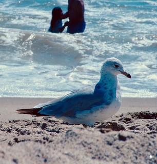 beach - Seagull