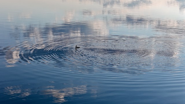 Loon Ripples