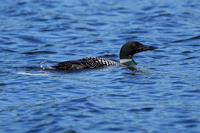 Loon