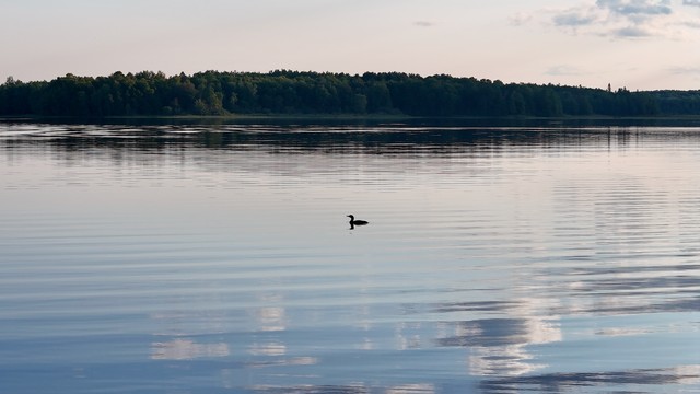 Evening loon