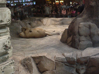 Our hotel had lions in it, haha