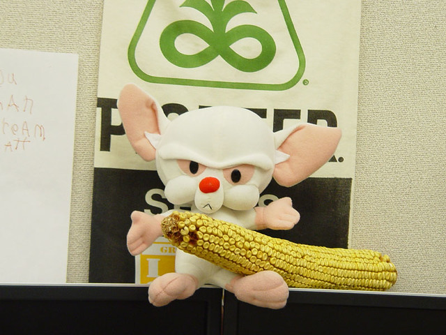 A passed Rico's huge cob onto Moo