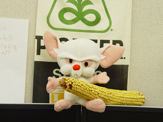 A passed Rico's huge cob onto Moo