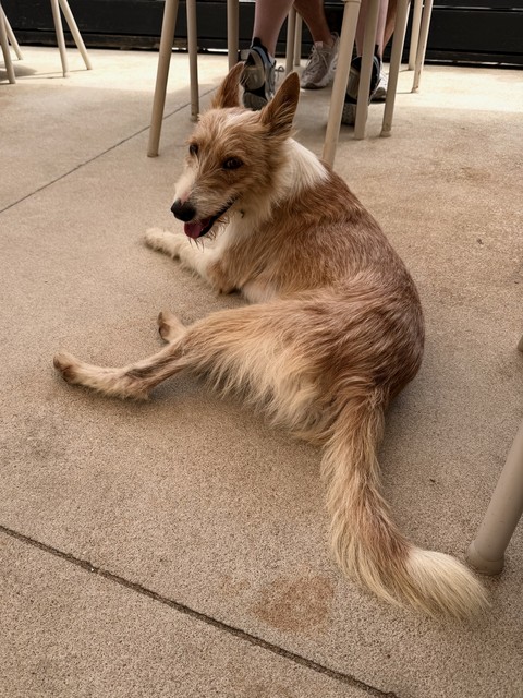 Beach pup came to hang