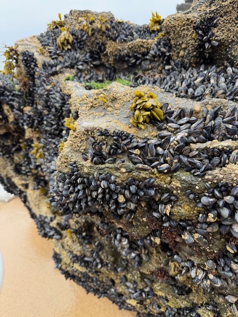 So many mussels