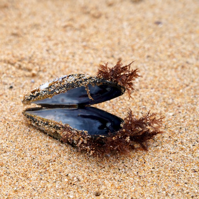 A hairy mussel