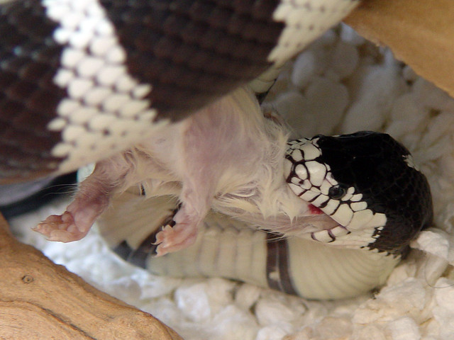 Jon's Snake eating a rat