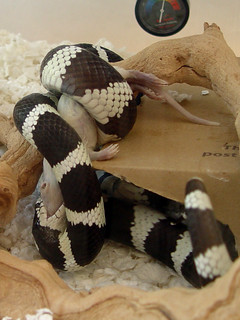Jon's Snake eating a rat
