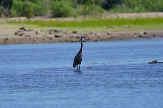 Blue Heron