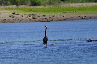 Blue Heron