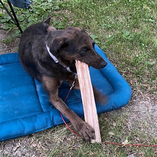 Benny Brooks - Dude thinks firewood is a bundle of chew toys