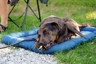 Benny Brooks - Havin a bone
