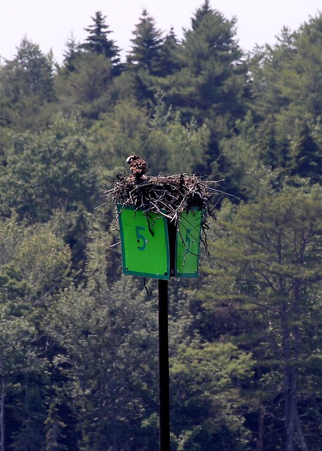 Osprey nesting on a marker