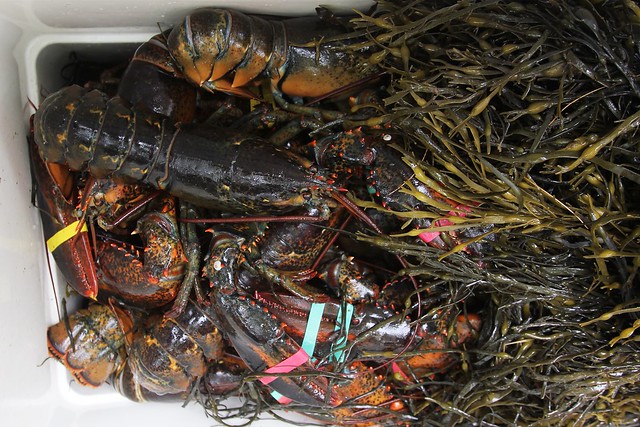 ~40 2+ lb lobster are in this cooler