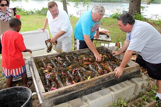 1st layer of lobster