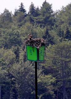 Wildlife - Osprey nesting on a marker