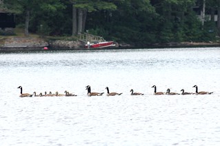 17 geese stroll by