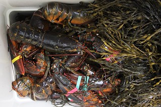 ~40 2+ lb lobster are in this cooler
