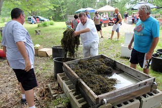 Step 1 of steaming a bunch of seafood: water and seaweed