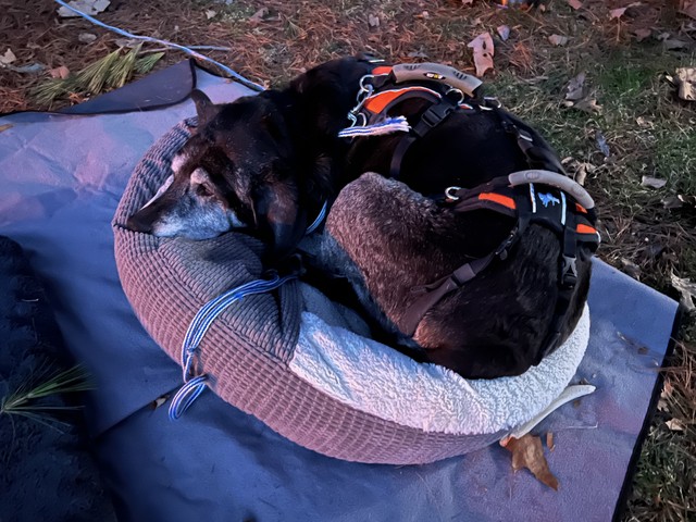 Old man in a little bed
