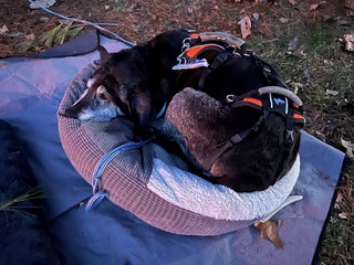 Old man in a little bed
