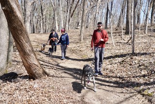 Hiking - Dog walkin