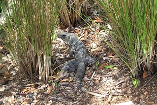 Howdy, Mr. Iguana