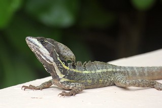Dude was just basking by our pool with us